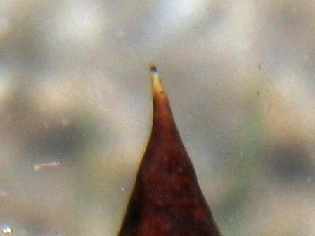 Colore apici delle papille di Holothuria tubulosa